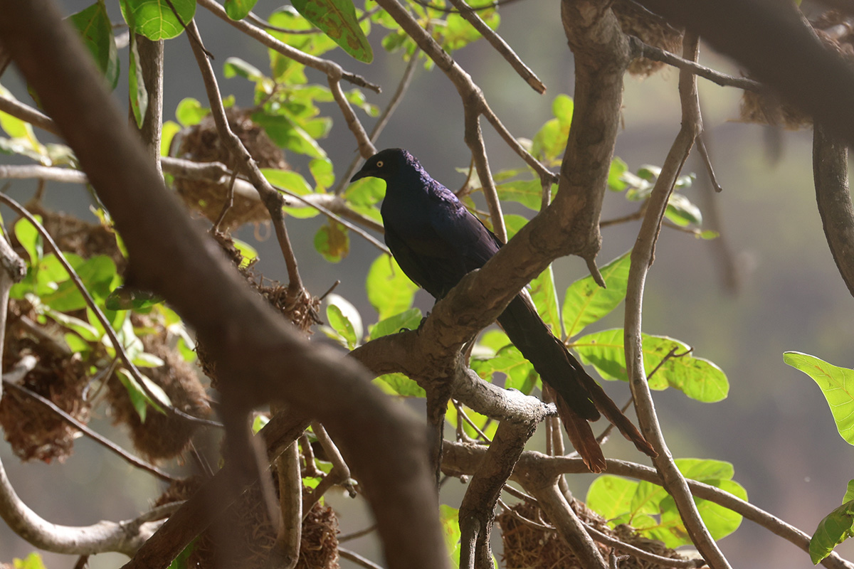 Long-tailed Glossy Starling